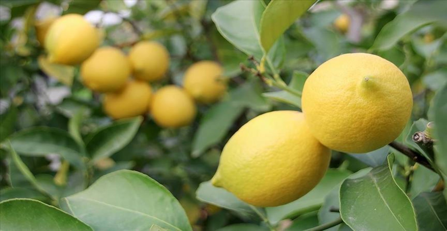 limonlar