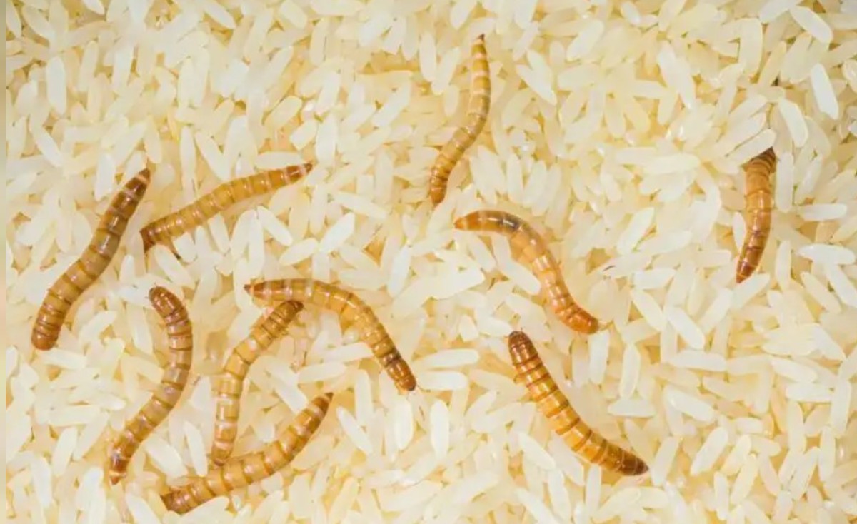 böceklenmiş pirinçler nasıl kurtarılır