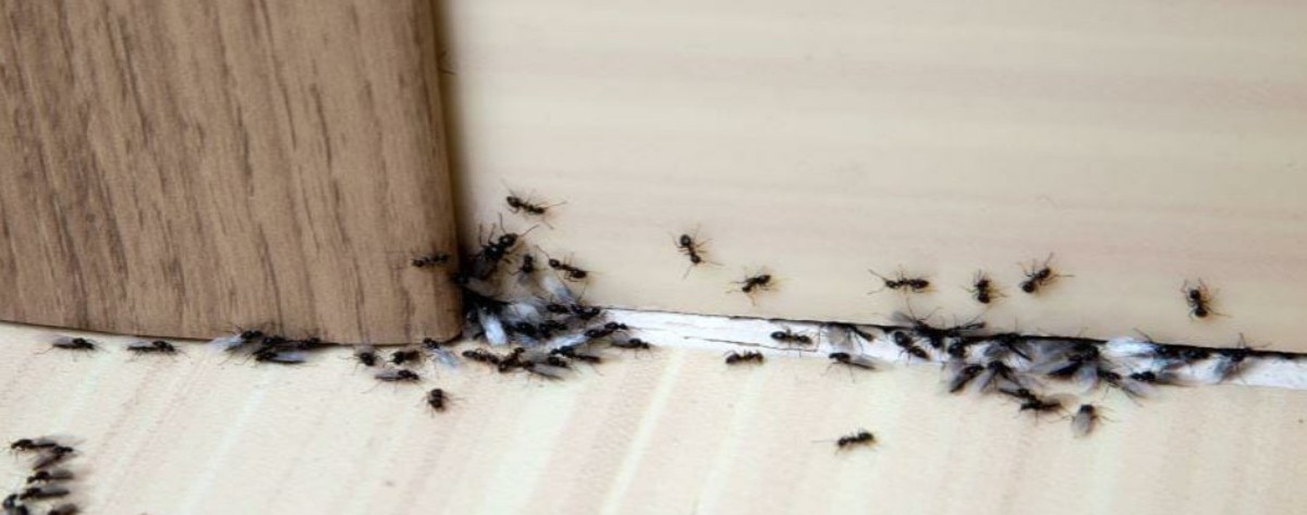 evdeki karıncalardan kurtulmak için neler yapılmalı