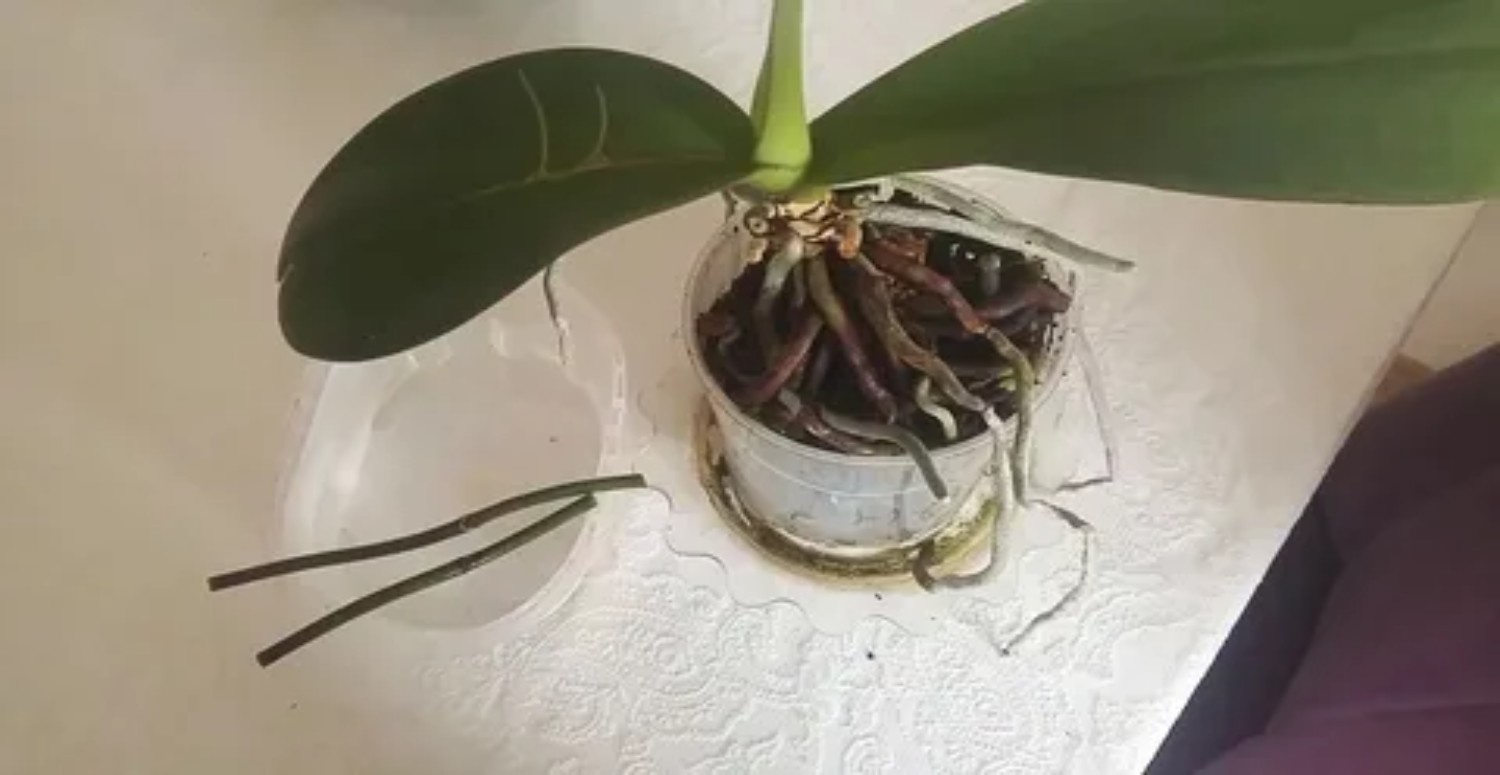orkide nasıl yetişir