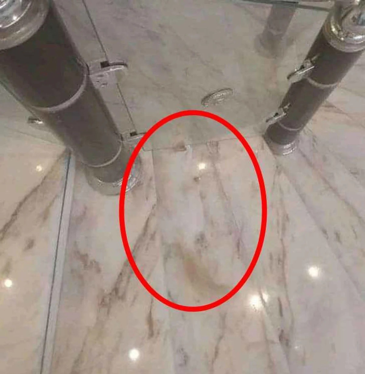 Resimde gizlenmiş kediyi 5 saniyede bulan süper zeka çıkıyor